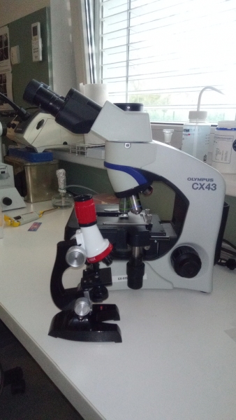 Obrázek 1 Na první pohled je zřejmé, že levný dětský mikroskop je opravdu především hračka, nicméně kvasinkové buňky jím pozorovat lze.